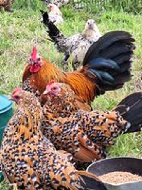   Couple poule sabelpoot  