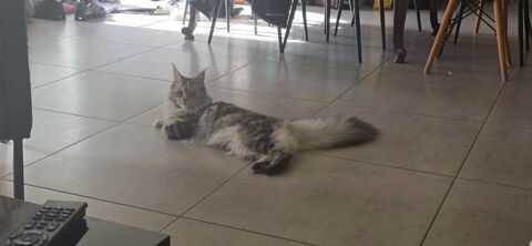 Femelle maine coon 650 29860 Le drennec
