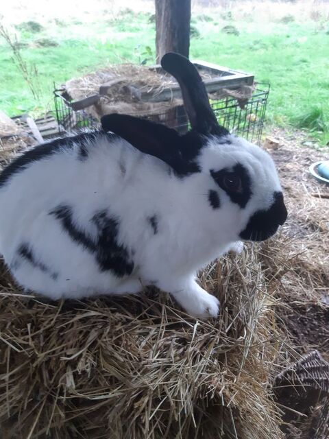 Lapin papillon m&acirc;le 30 29710 Ploz�vet