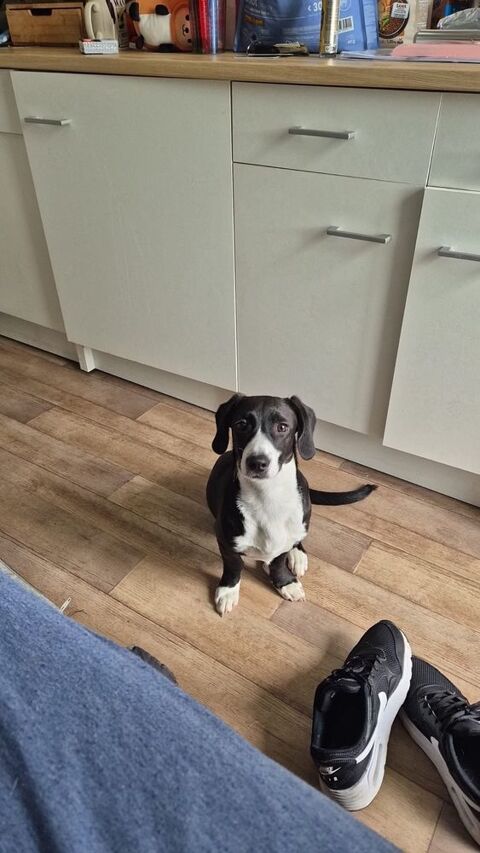 A ADOPTEE RUBY, jeune et sensible 0 49000 Angers