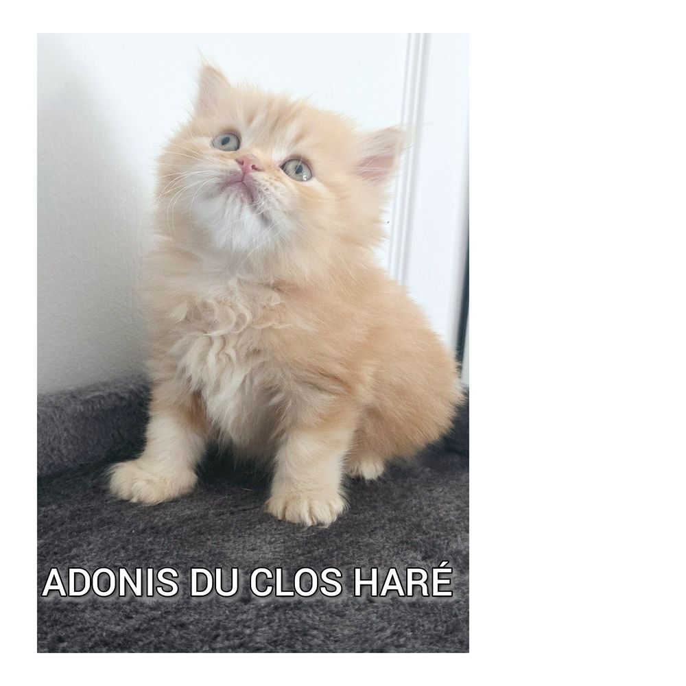   Mle LOOF British longhair roux tabby disponible fin juin 