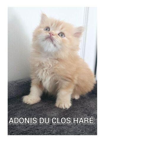 Mâle LOOF British longhair roux tabby disponible fin juin 1400 64140 Lons