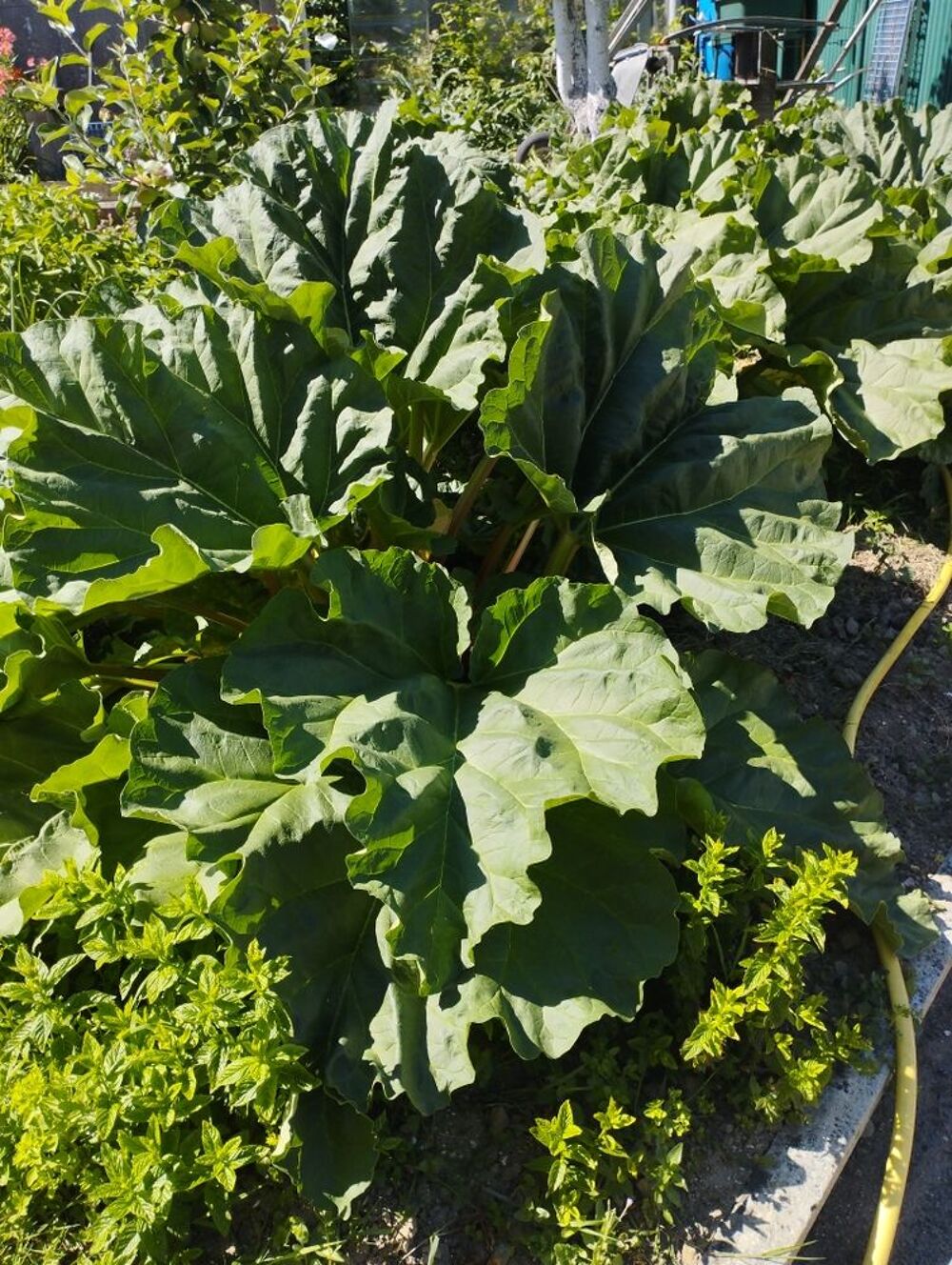 Rhubarbe Jardin