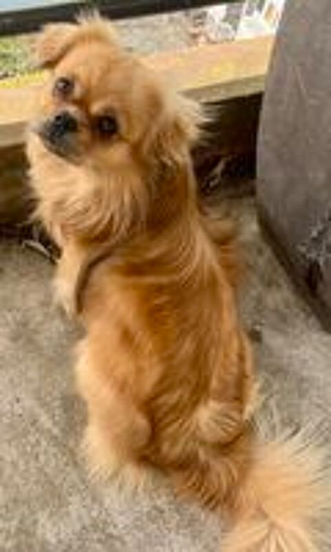   chiot épagneul Tibétain 