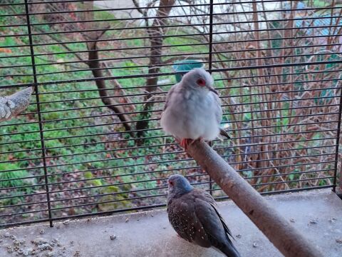 Colombes diamant 30 06640 Saint-jeannet