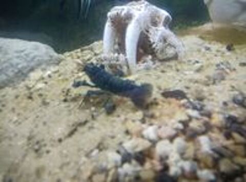   Crevette bleu aquarium  