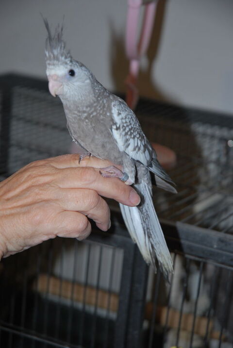 EAM CALOPSITTES FEMELLE ET MALE 100 83170 Brignoles