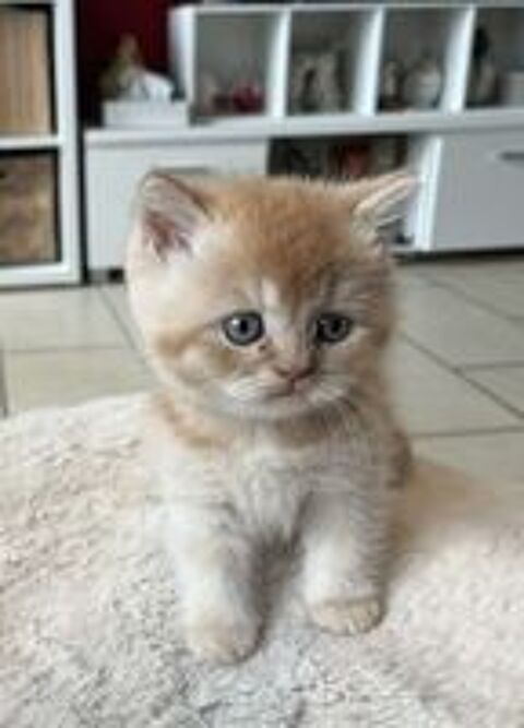   Chatons bristish  shorthair 