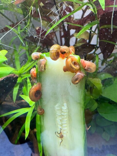 Planorbes escargots eau douce 2 13014 Marseille