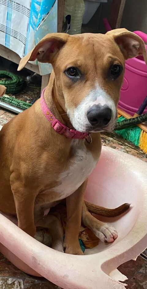 Aéla, femelle croisée berger, née le 15/06/2025 &#128054; 300 44000 Nantes