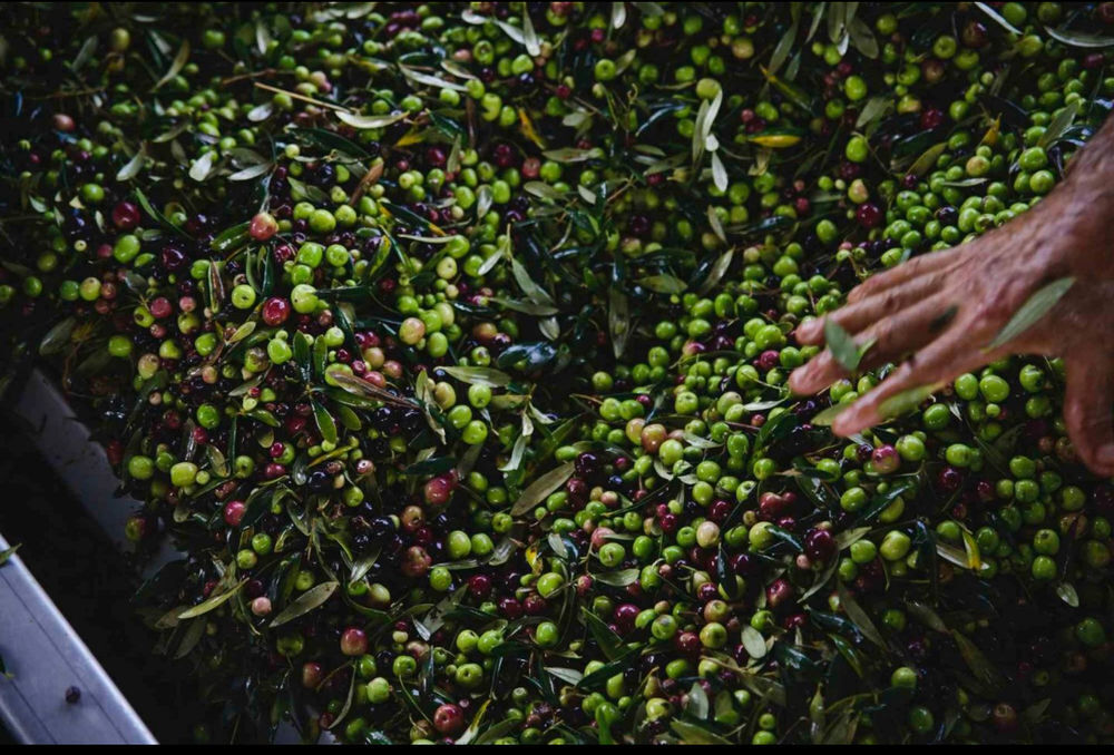Huile d'olive du Portugal Jardin