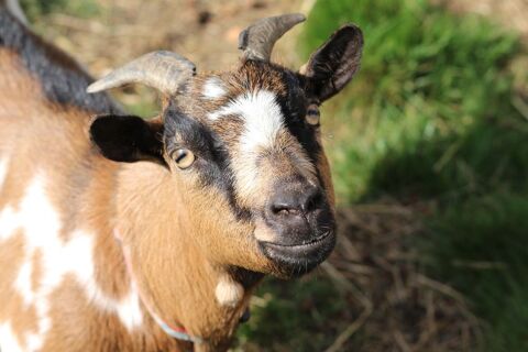 Iris, chèvre semi-naine à l'adoption 90 35850 Romill