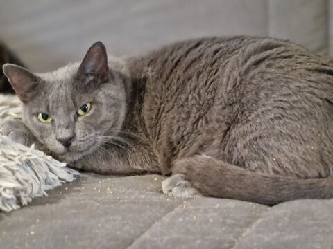 GINA 210 76220 Ferri�res-en-bray