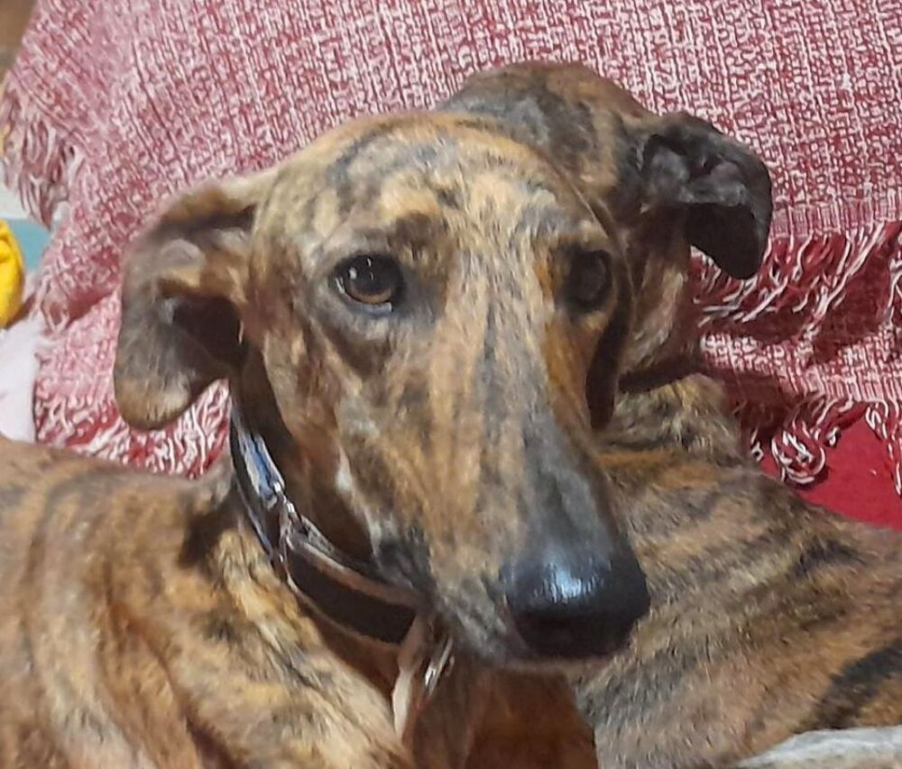   PAQUITO  