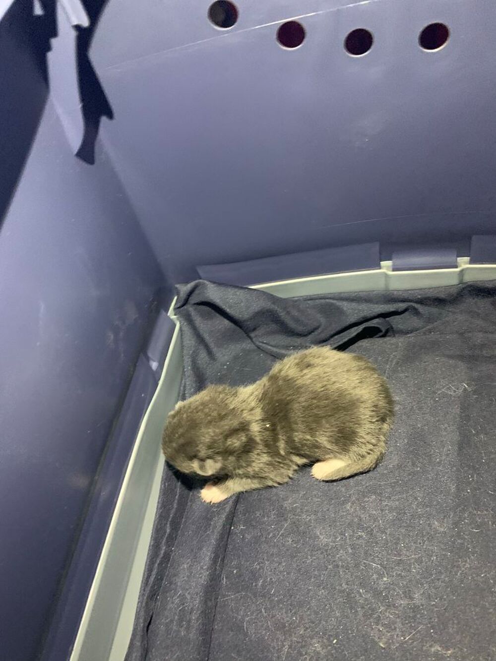 l'annonce B&eacute;b&eacute; chat crois&eacute; bleu russe et british shorthair et sa maman british shorthair + nourriture cage offerte Sports