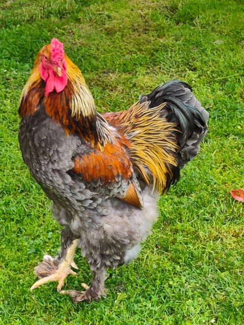 Beau coq Brahma 35 91650 Breuillet