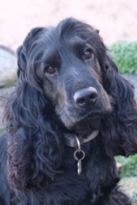 Cocker Anglais M&acirc;le LOF pour saillie 350 65400 Argel�s-gazost