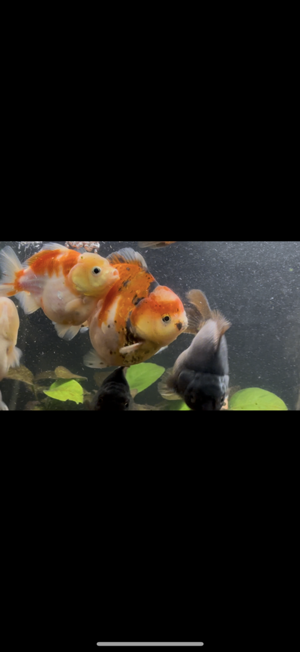   Poisson Oranda, japonais, voile de Chine, tête de lion  