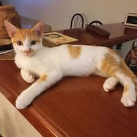   ✨️ CALIPPO ✨️ 🐱 