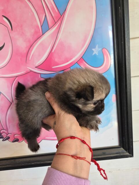 Spitz+nain+pomeranian 1000 66430 Bompas