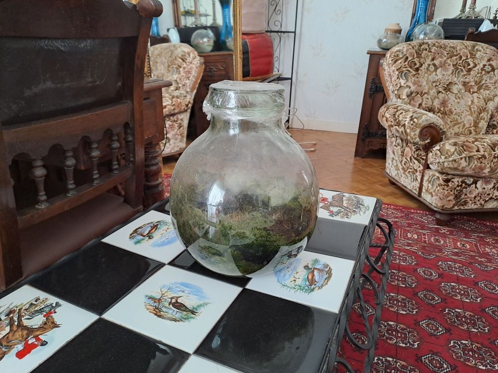 Terrarium Décoration
