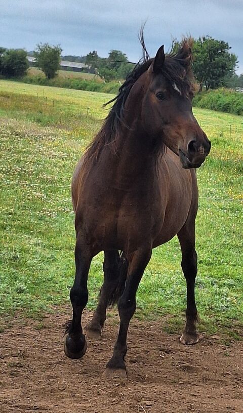 Cheval débourré mais très peu monté,  bon physique  1500 29200 Brest