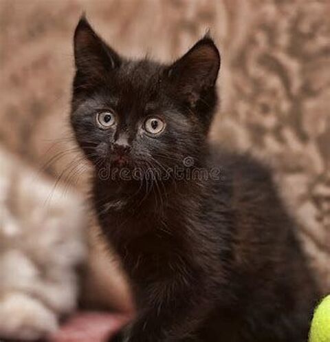 CHATON POILS MI LONG 0 93140 Bondy