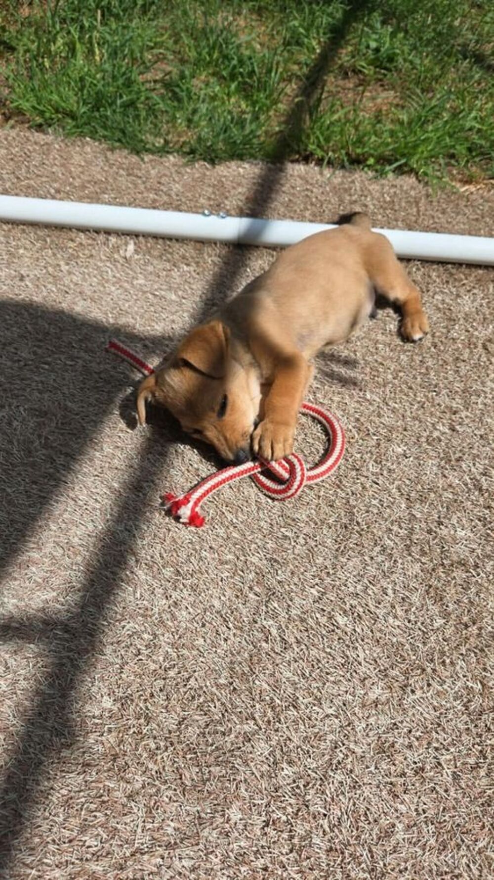   Kiwi à l'adoption  