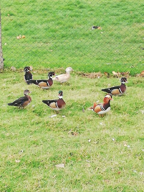 Canards mandarins  70 47440 Casseneuil