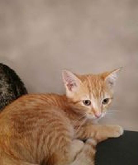   BEN adorable chaton 3 mois cherche famille 