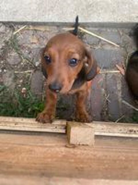   Chiots teckel  