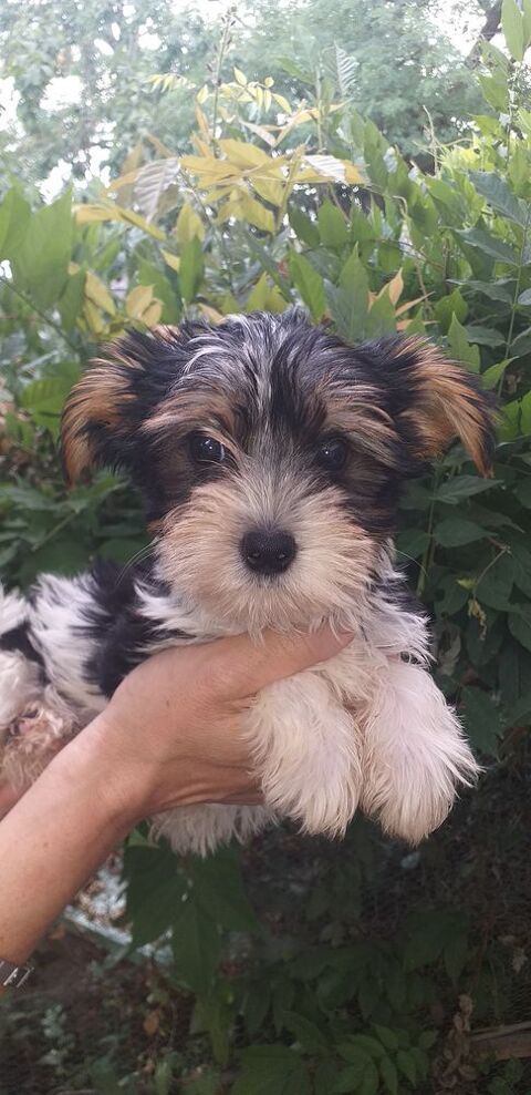 URGENT bébés  yorkchers Biewer 1100 24110 Manzac-sur-vern