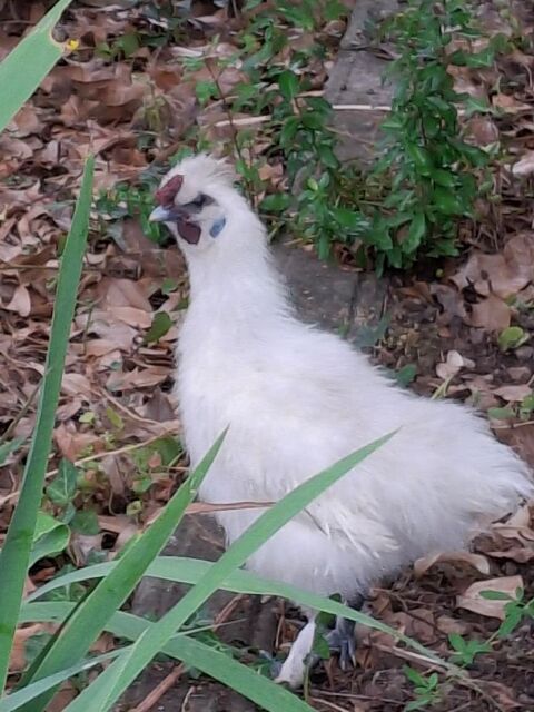 Donne coq plume de soie 0 09700 Le vernet