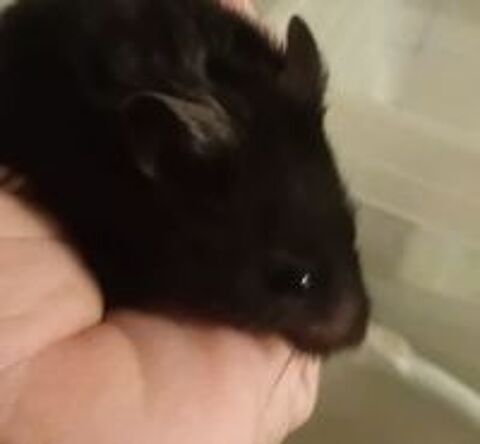   Hamsters Dor�s � adopter  