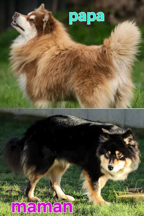 chiots femelles finnois de laponie LOF , parents testés 1100 85600 Montaigu