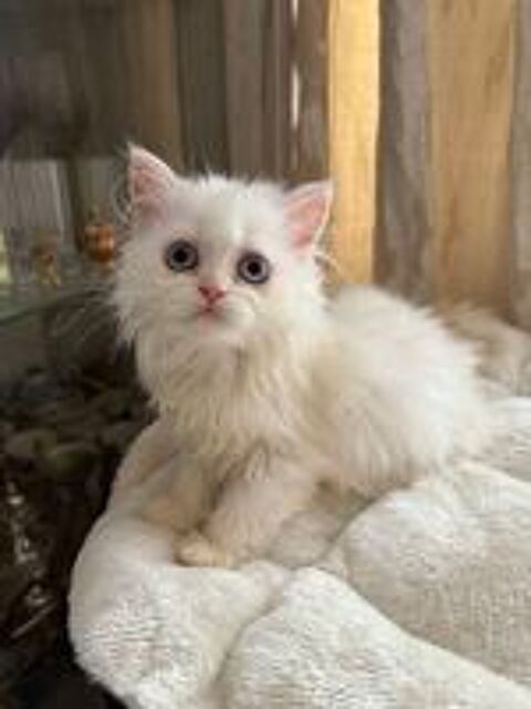   Chatons persans disponible de suite
2 mles et 1 femelle 