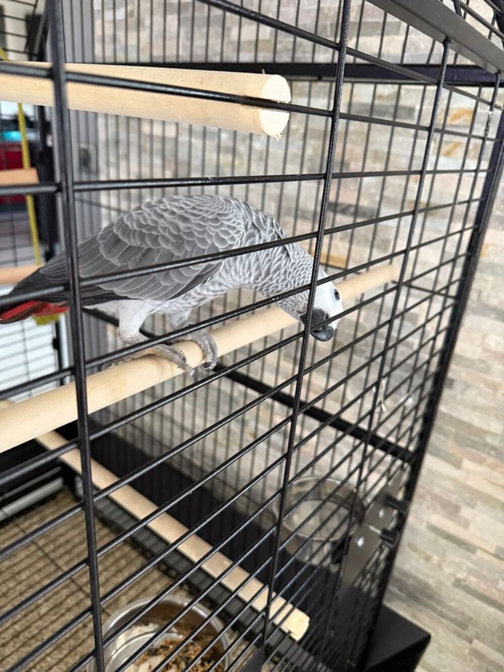   Perroquet Gris du Gabon 