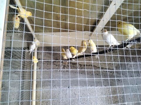 Oiseaux canari 15 56570 Locmiqulic