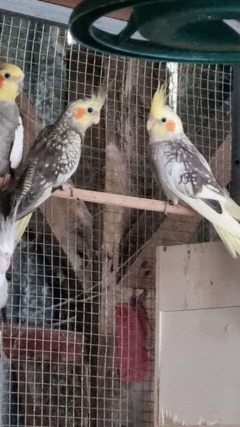 Calopsitte couple 25 22400 Co�tmieux