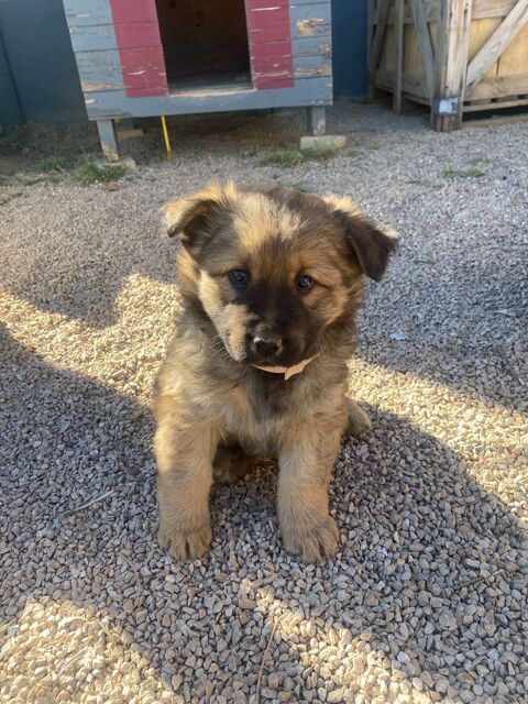 Adorables chiots Eurasier x Golden Retriever -4 fem, 2 males 600 42210 Saint-andr�-le-puy