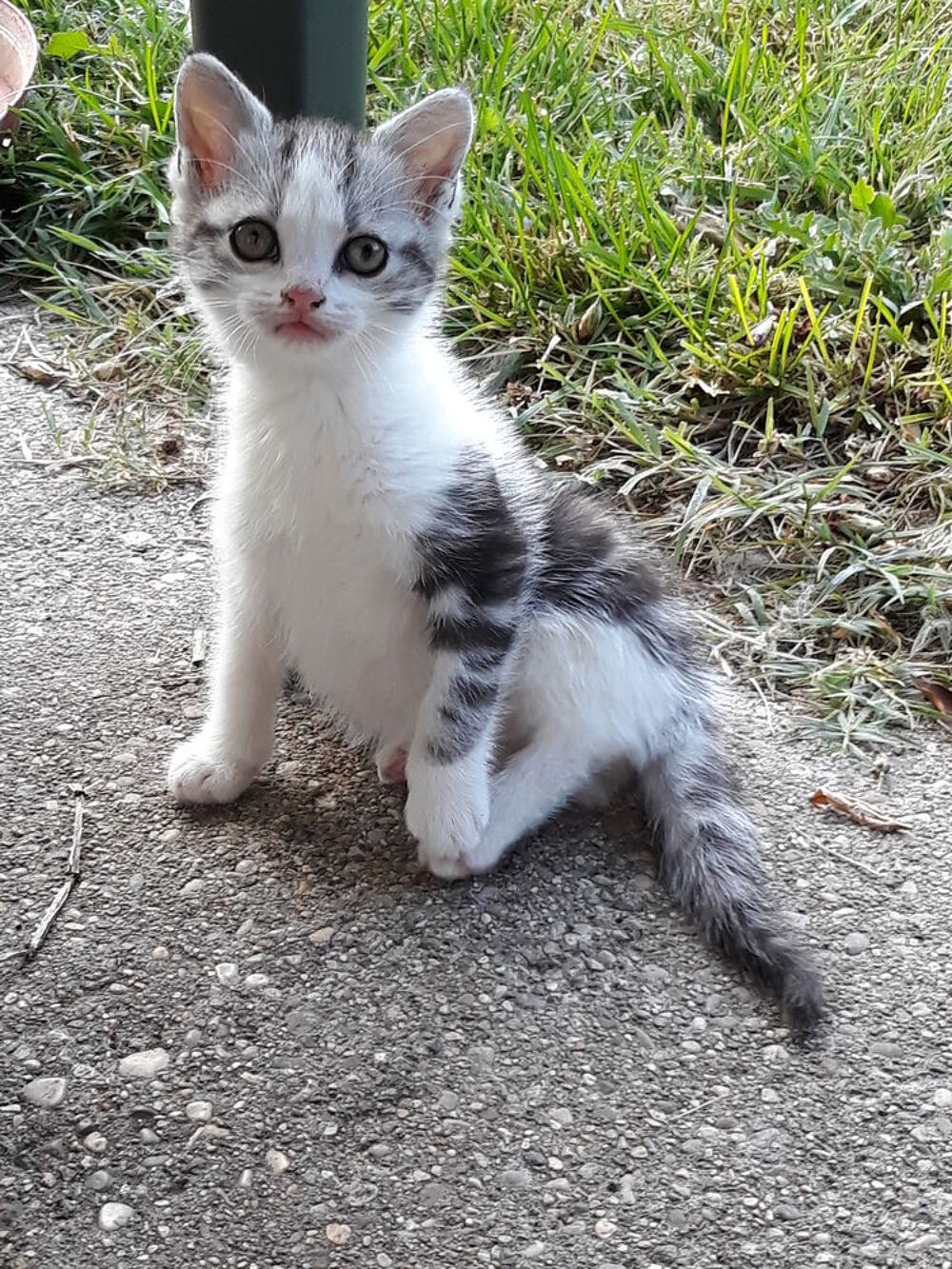   Chatons cherchent  une bonne   famille. 