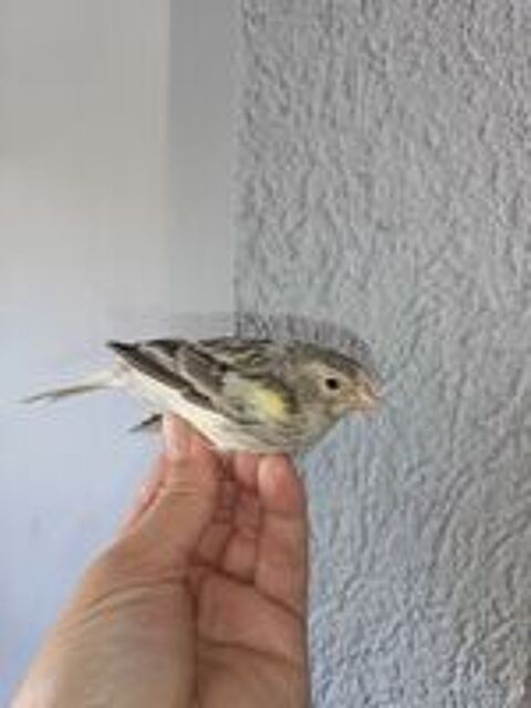   canaris mâle 