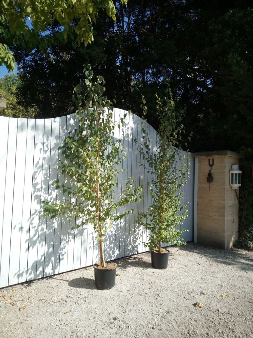Bouleau Blanc en container. ?????????? Jardin
