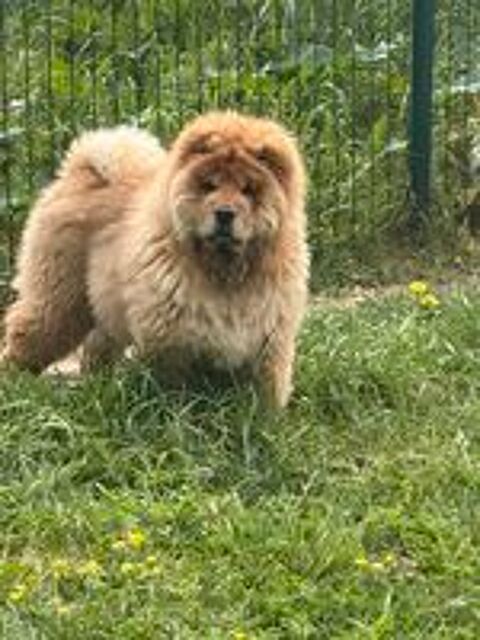  Chow Chow 