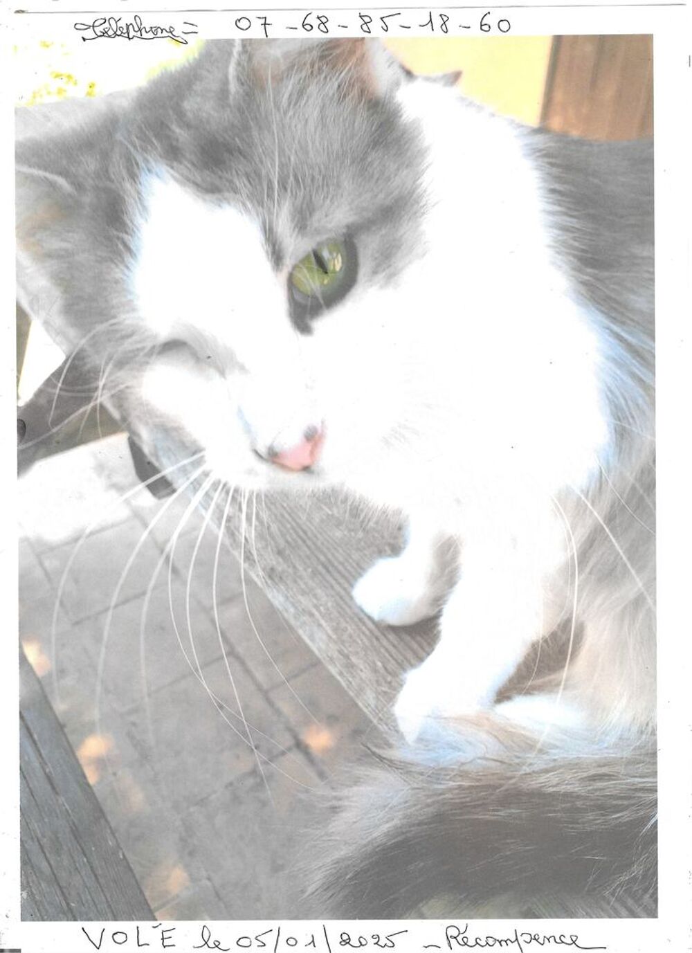   DISPARUE CHATTE LE 05/01/2026 LA BARASSE 13011MaRSEILLE  
