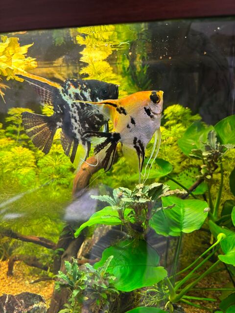 Couple scalaire 30 13940 Mollgs