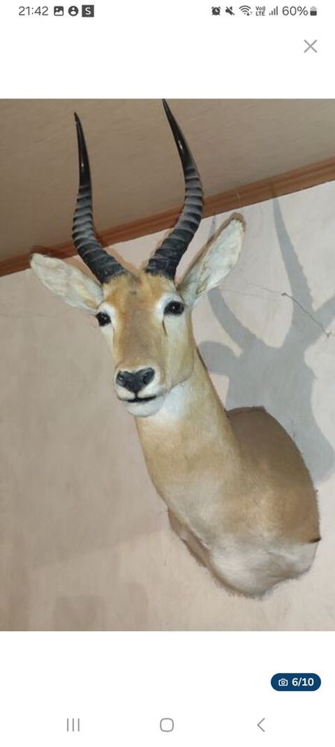 Troph�e de cape africaine 400 Langon (41)