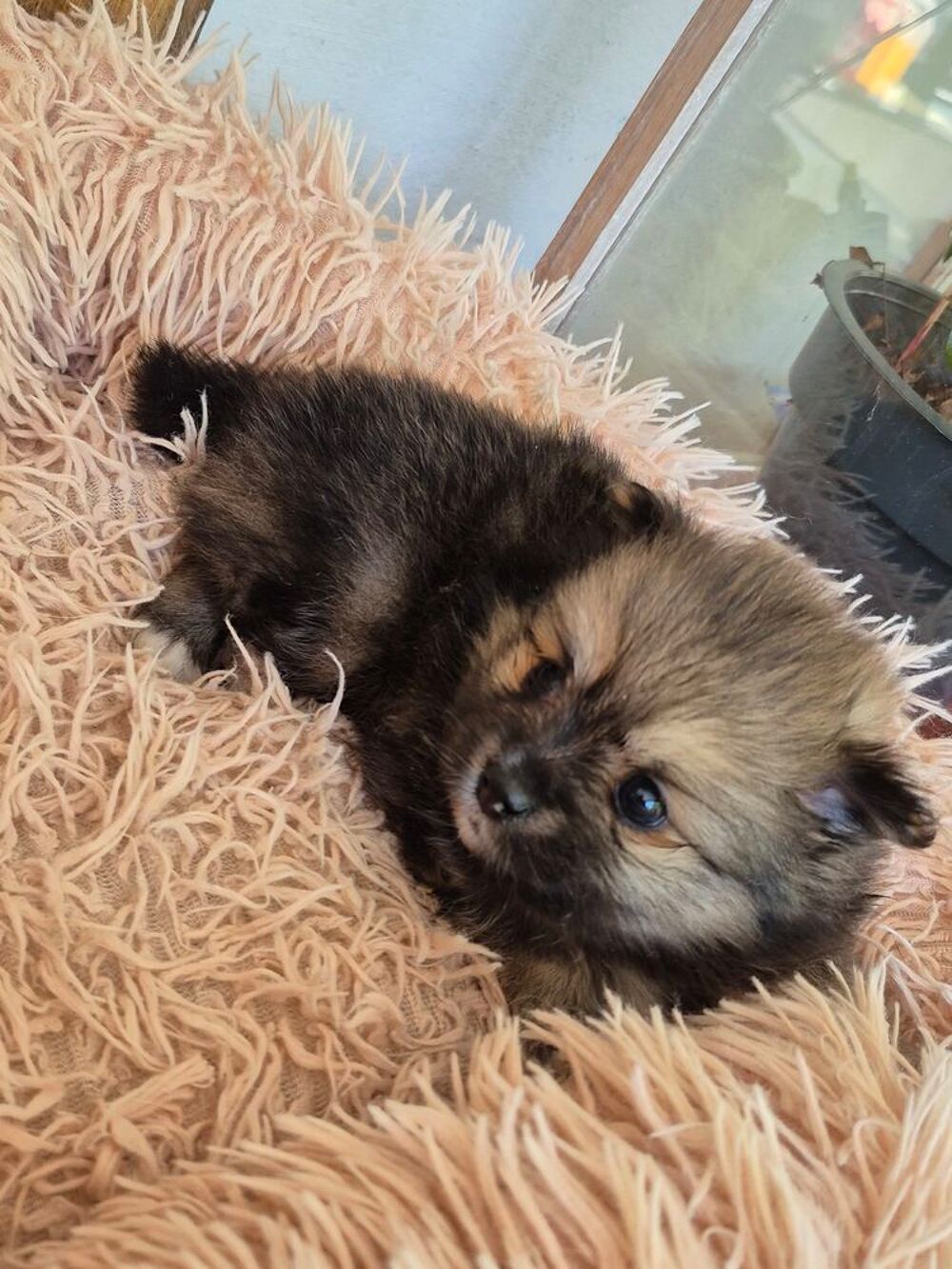  petit pomchi x spitz   