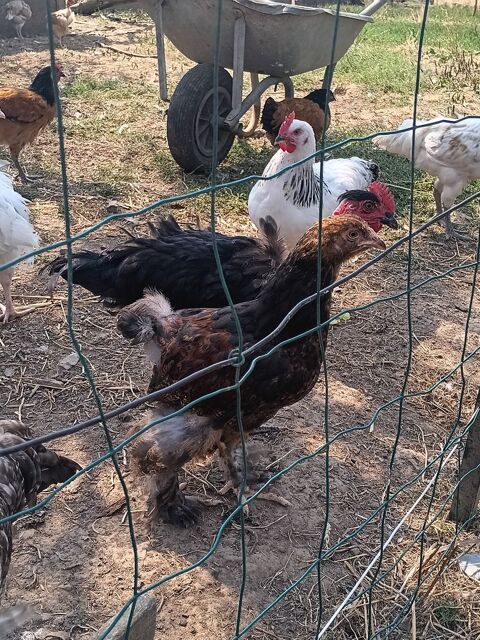 Coq brahma 15 61330 Loré