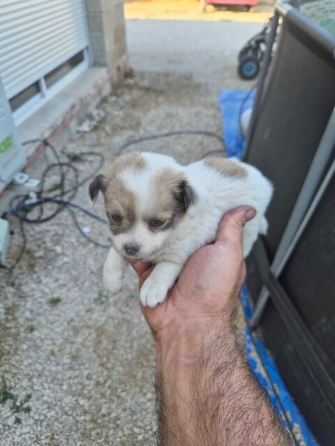 Pincher crois&eacute; chihuahua 0 82000 Montauban